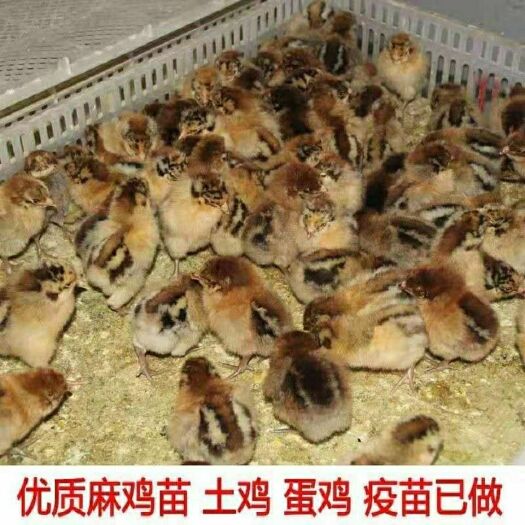 淮安 小仔麻鸡土鸡三黄鸡乌骨鸡苗芦花鸡贵妃鸡