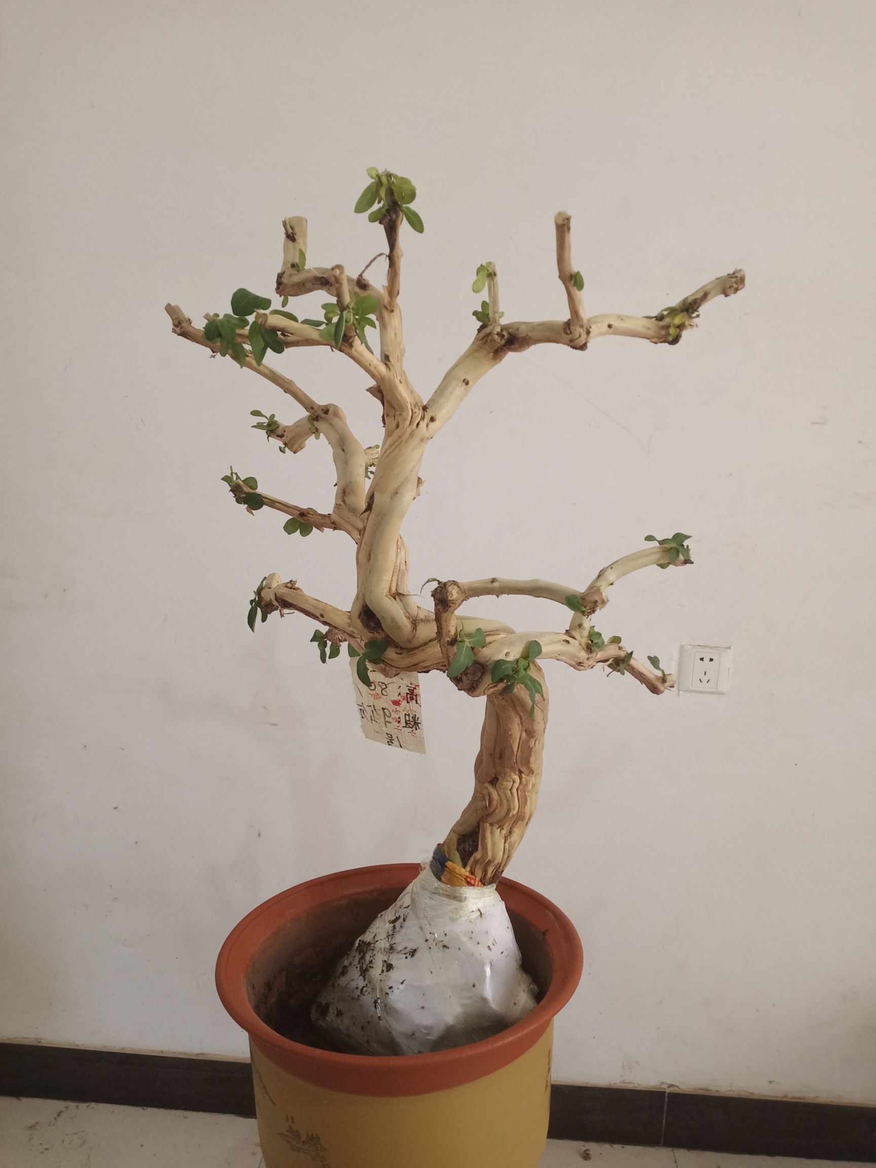 树形金银花 金银花树形桩盆景