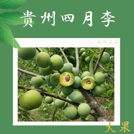 镇宁县 四月李月底前批发价，预订么名额，成熟开摘立即发货