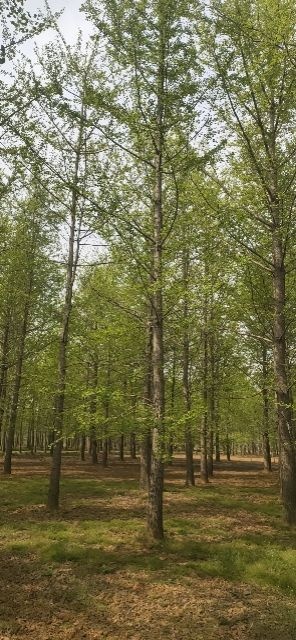 山东银杏树价格