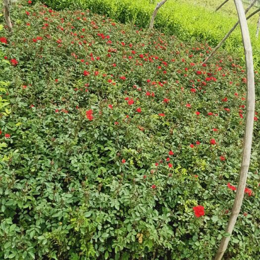 甘谷县小月季  自家苗圃种植