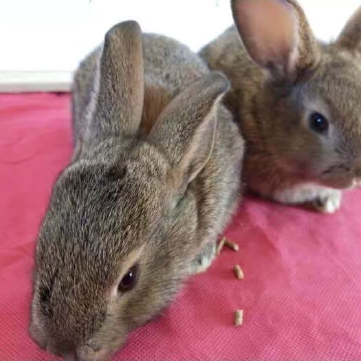 海盐县杂交兔  比利时杂交种兔30元一只包邮，疫苗已打。