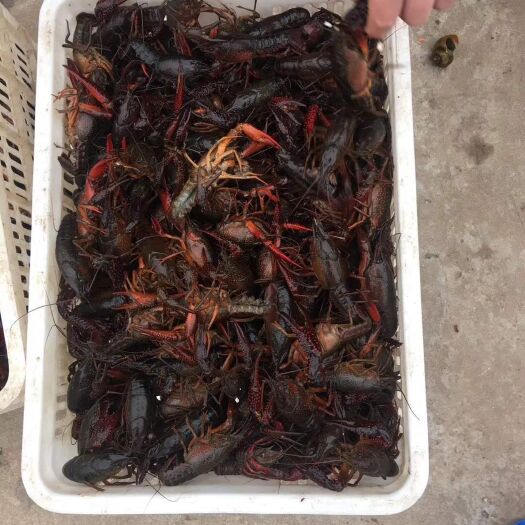 沅江市 沅江小龙虾日供2吨