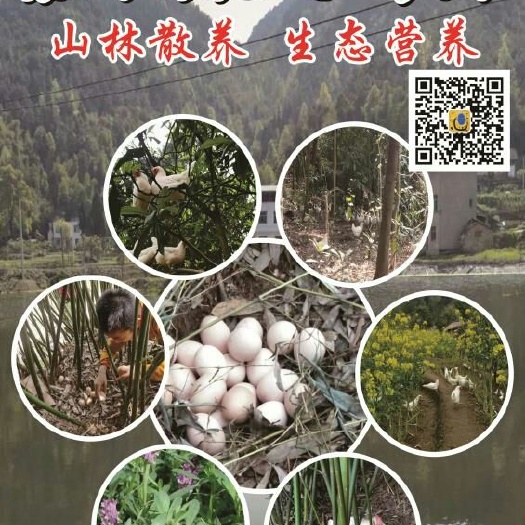 重庆市土鸡蛋 山林散养  纯粮喂养  蛋自天然