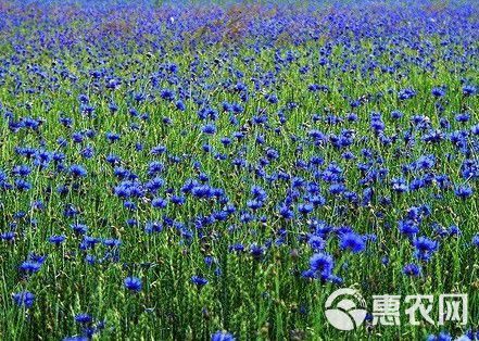  矢车菊花种子 四季易种活蓝色多种混色种子室外庭院绿化耐寒