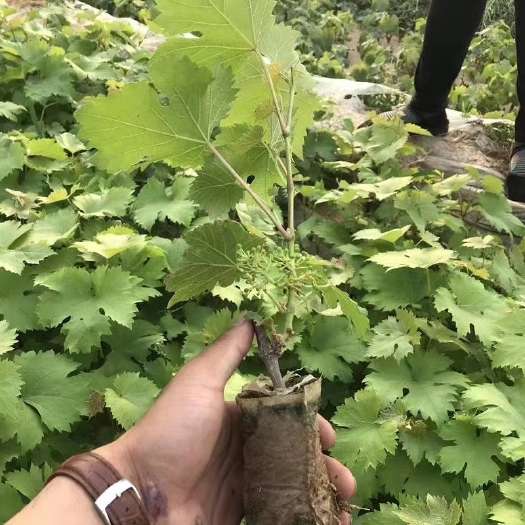 平邑县 优质葡萄苗葡萄杯苗带土带叶发货藤稔