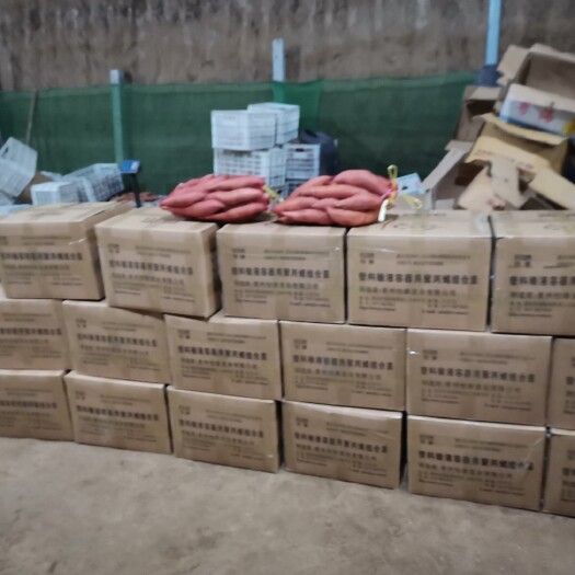 夏津县 山东夏津县沙土地蜜薯现货供应。各种品种红薯苗大量上市中。