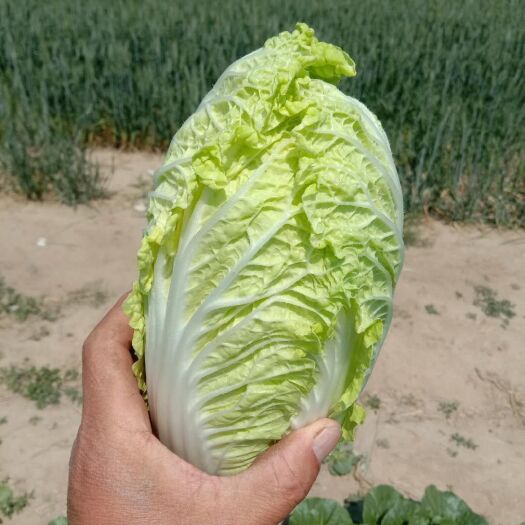 周口 优等品娃娃菜