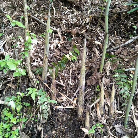 镇坪县 农村大山新鲜竹笋大量出售