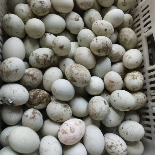 东平县土鸭蛋 食用 散装