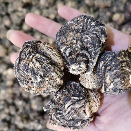 昆明黑玛咖  丽江高山玛咖，一斤也批发