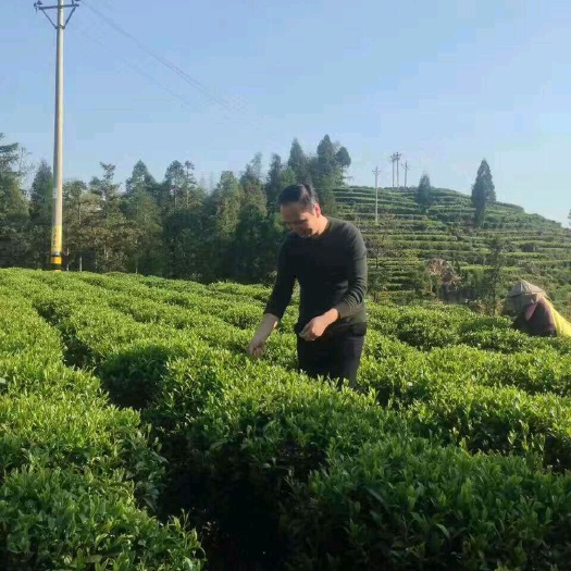 西宁 绿茶