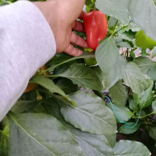寿光市水果辣椒 精品水果椒
