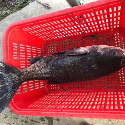 雄鱼 花鲢 庐山西海清水有机鱼十斤以上
