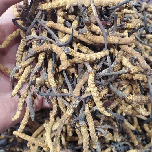 格尔木市 玉树冬虫夏草