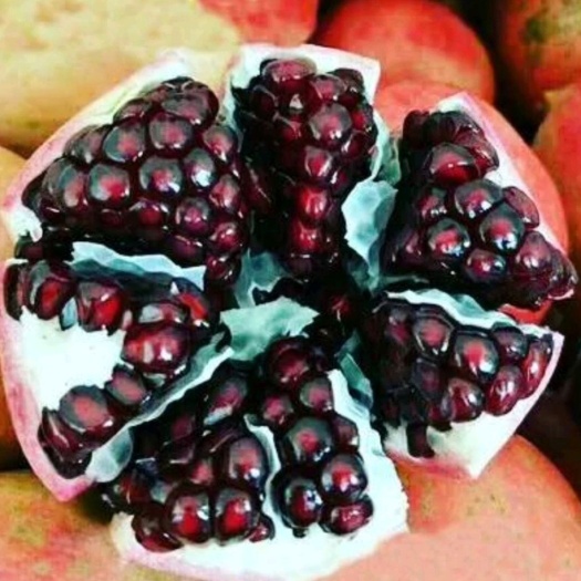 平邑县蒙阳红石榴苗  石榴苗：突尼斯软子石榴.黑石榴.蒙阳红甜石榴基地直销现挖现发