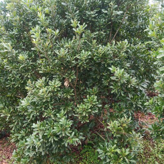 靖州县荸荠杨梅种苗