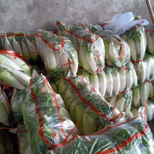 临洮县白萝卜  精品绿萝卜上市中，质量杠杠，颜色鲜艳，需要的新老客户联系