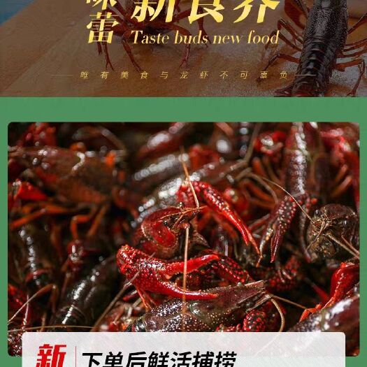潜江市潜江小龙虾 潜江龙虾当天下单当天铺打捞