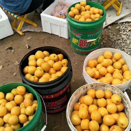 临猗县凯特杏 45mm以上