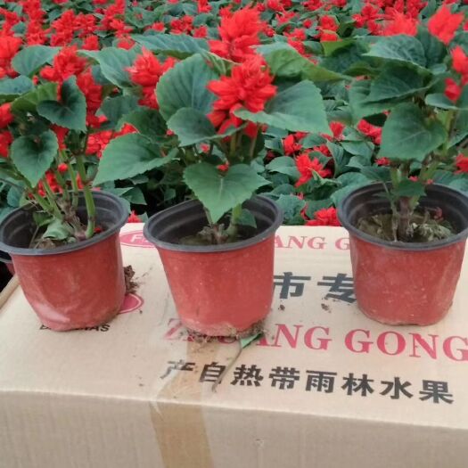 一串红，基地直销，常年销售各种绿化苗木