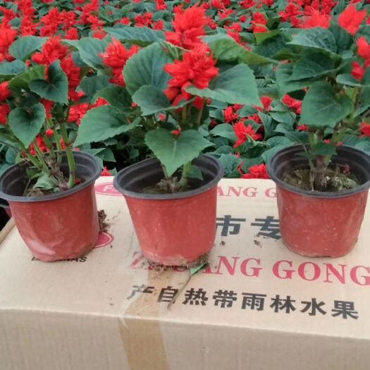 青州市 一串红，基地直销，常年销售各种绿化苗木