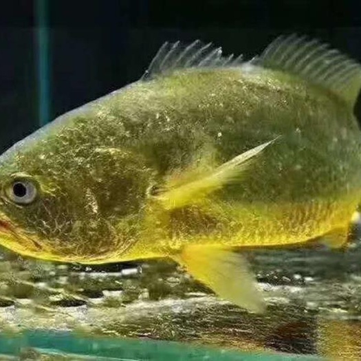 宁德 深海大黄鱼，黄花鱼