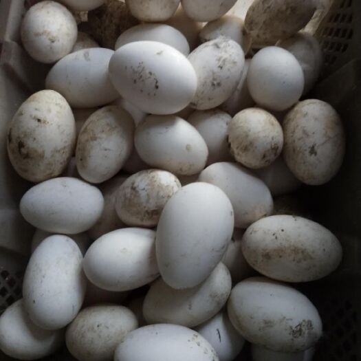 东平县 自家养的土鸭蛋
