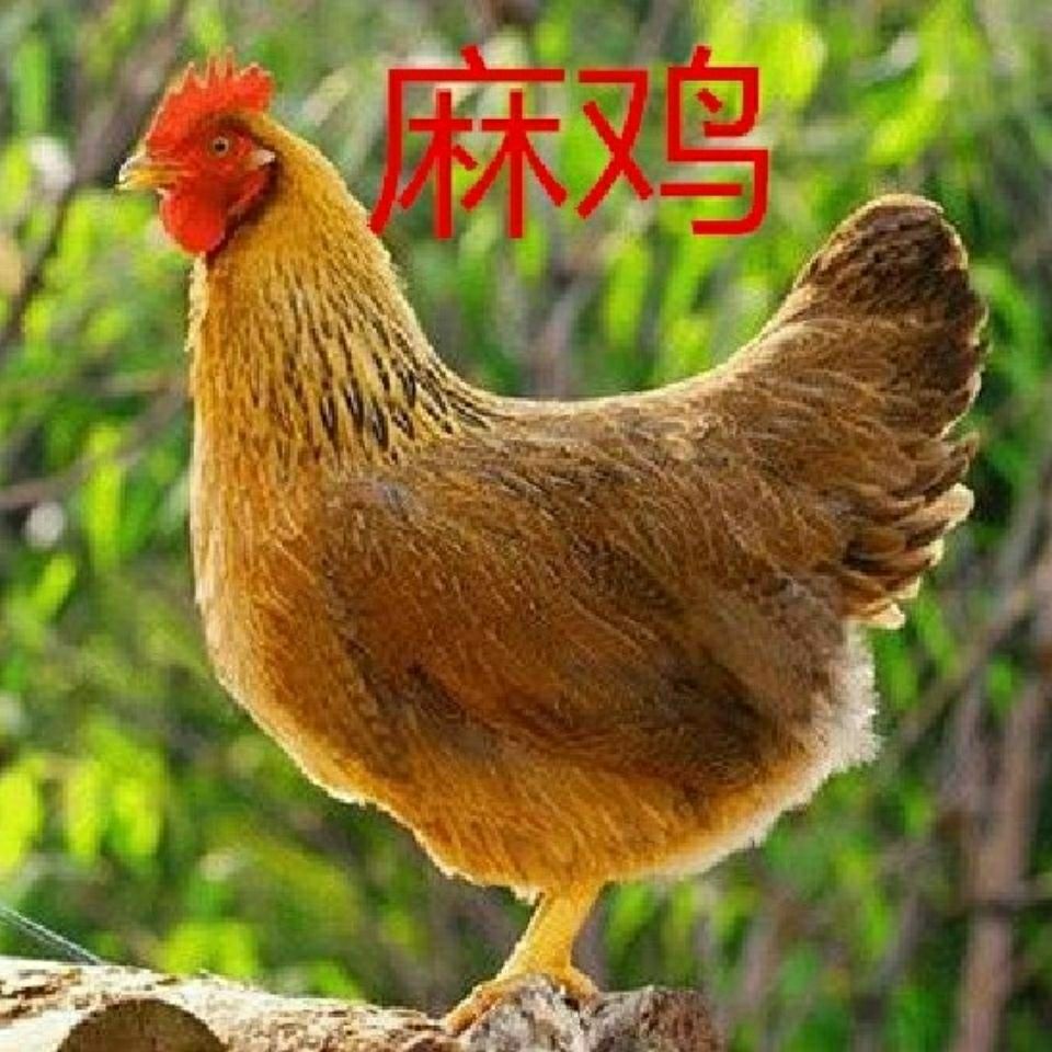  小仔麻鸡土鸡三黄鸡乌骨鸡苗芦花鸡贵妃鸡