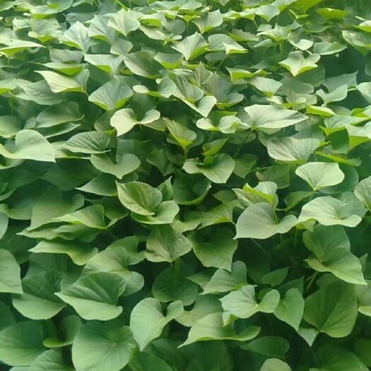 易县济薯25红薯苗/济25红薯苗/脱毒红薯苗【高淀粉型】基地直供