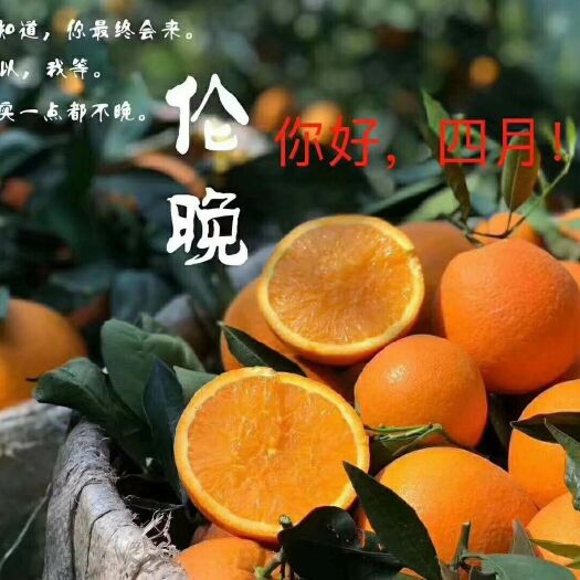 秭归县伦晚脐橙  伦晚挂树鲜果，产地直销，无中间商。