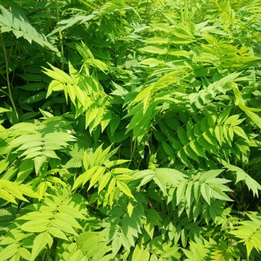 陕西珍珠梅杯苗大量批发 周至珍珠梅产地直销
