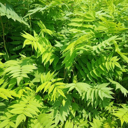 周至县陕西珍珠梅杯苗大量批发 周至珍珠梅产地直销