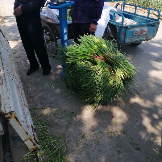 金乡县 蒜苔掉钱了