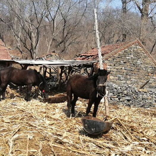 辽阳县肉马 600-800斤