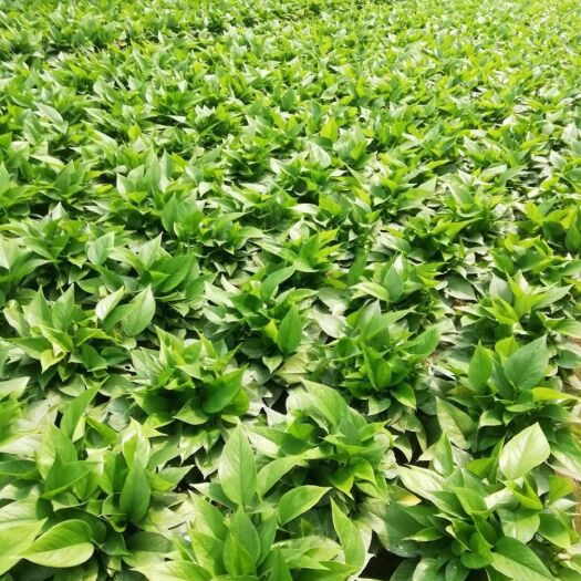 广州 优 绿萝盆栽长藤绿箩室内植物吊兰吸除甲醛净化空气绿植花卉盆栽