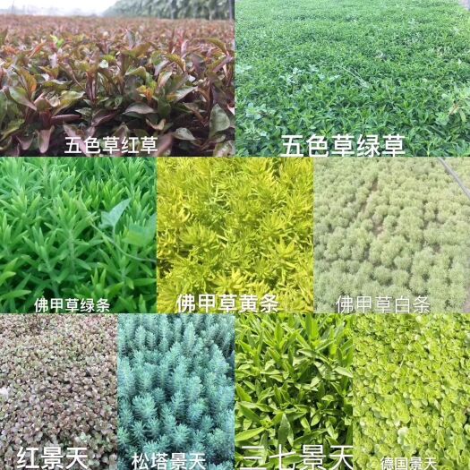 开封佛甲草 五色草基地:金叶五色草、绿叶五色草、红草、绿草、红景天、三七
