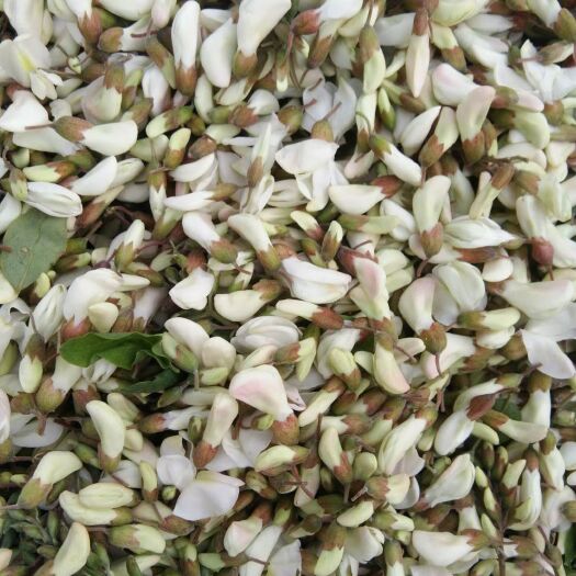 三门峡 天然，手工采摘槐花
