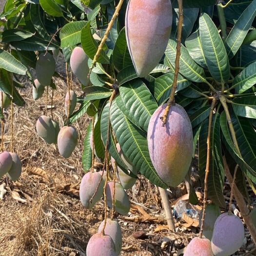 长沙县贵妃芒 4两以上
