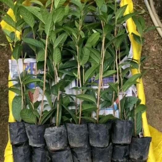 浦北县茶花苗  金花茶苗，保证正品！提供种植技术！