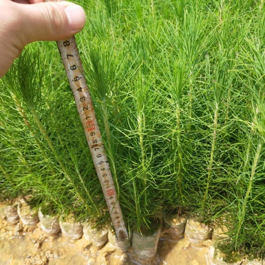 广州湿地松树苗 湿地松杯苗：基地大量批发湿地松杯苗