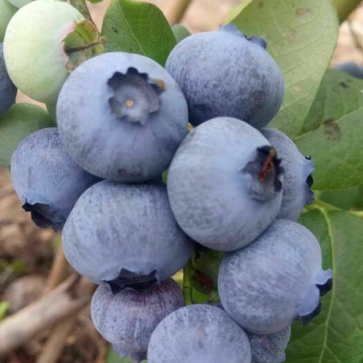 庄河市北陆蓝莓 物美价廉，好吃不贵，主要是新鲜口感杠杠的