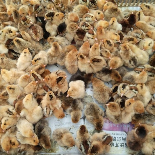 南宁 快大黑红瑶鸡苗，帮打好疫苗。