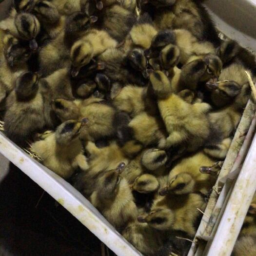 沭阳县江南一号蛋鸭苗 大品种建湖麻鸭