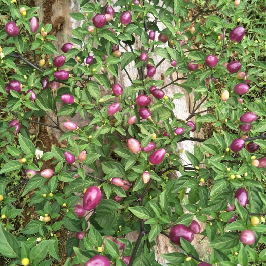 寻甸县 预售自己家种植的七彩椒