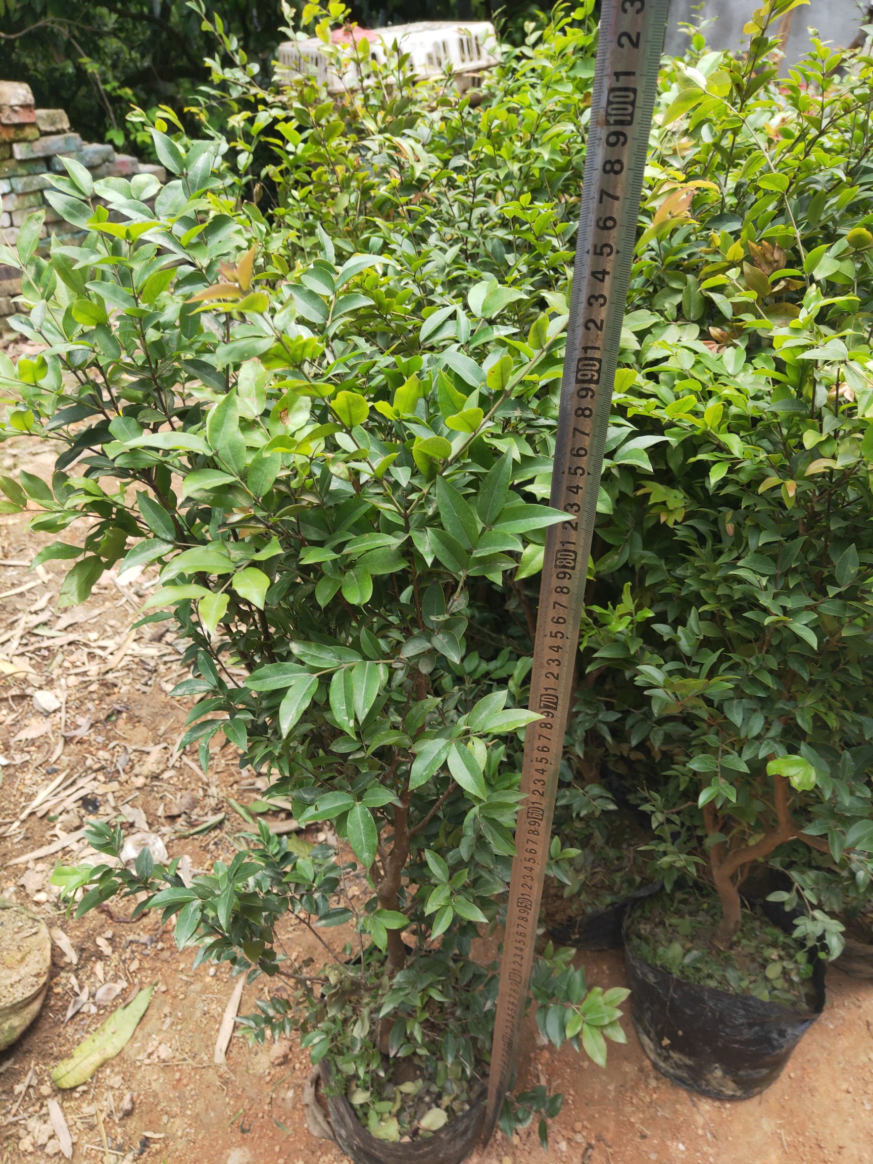 嘉宝果苗  4年苗，带土球发货的，地径1.8到2公分大，高度