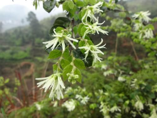 金华 白花继木高山老桩小苗独特造型优美