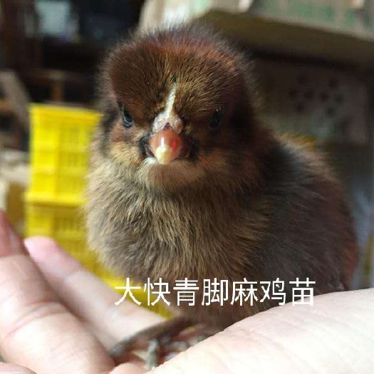 南宁快大麻鸡 快大青脚麻鸡