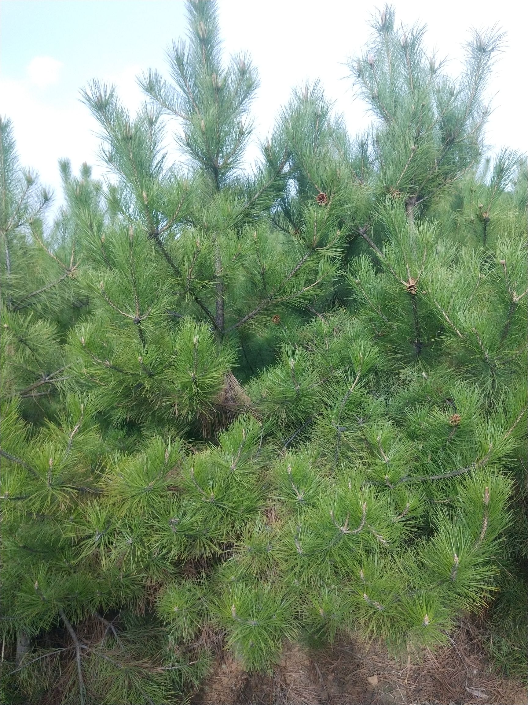 旱地油松 工程油松