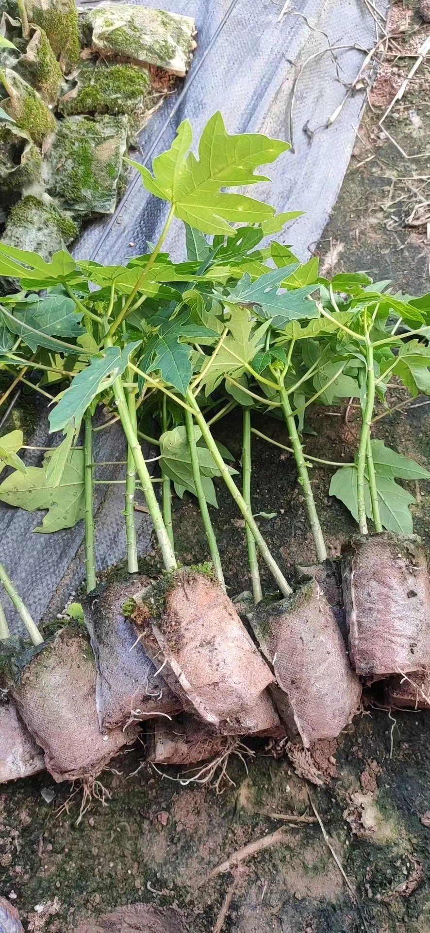 大青水果木瓜苗